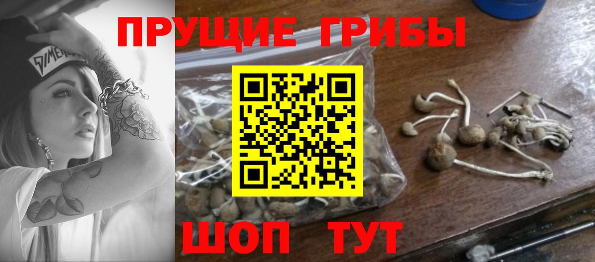 Псилоцибиновые грибы мицелий  Вход с VPN  Сосновоборск 